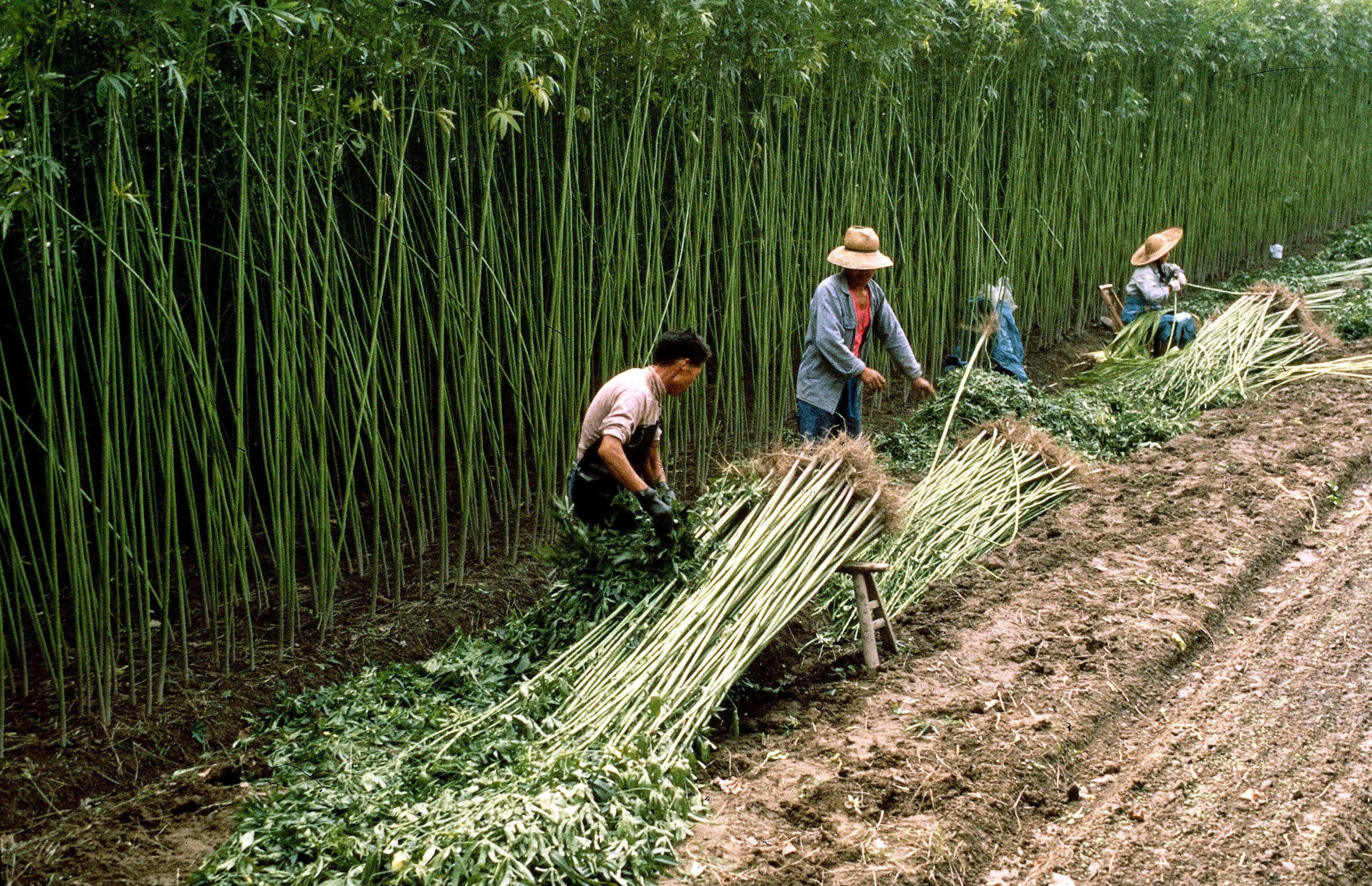 A Brief History of Hemp