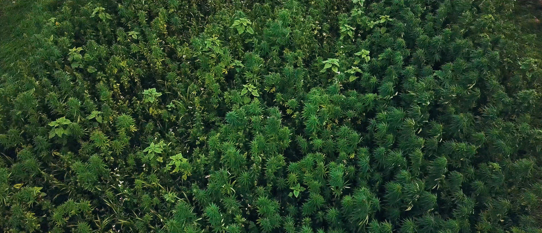 Hemp Scotland