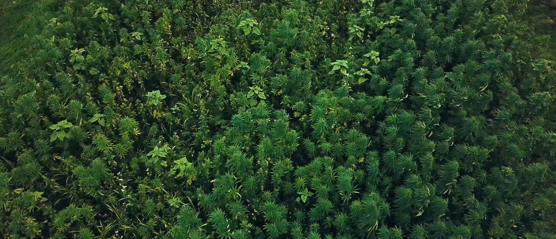 Hemp Scotland